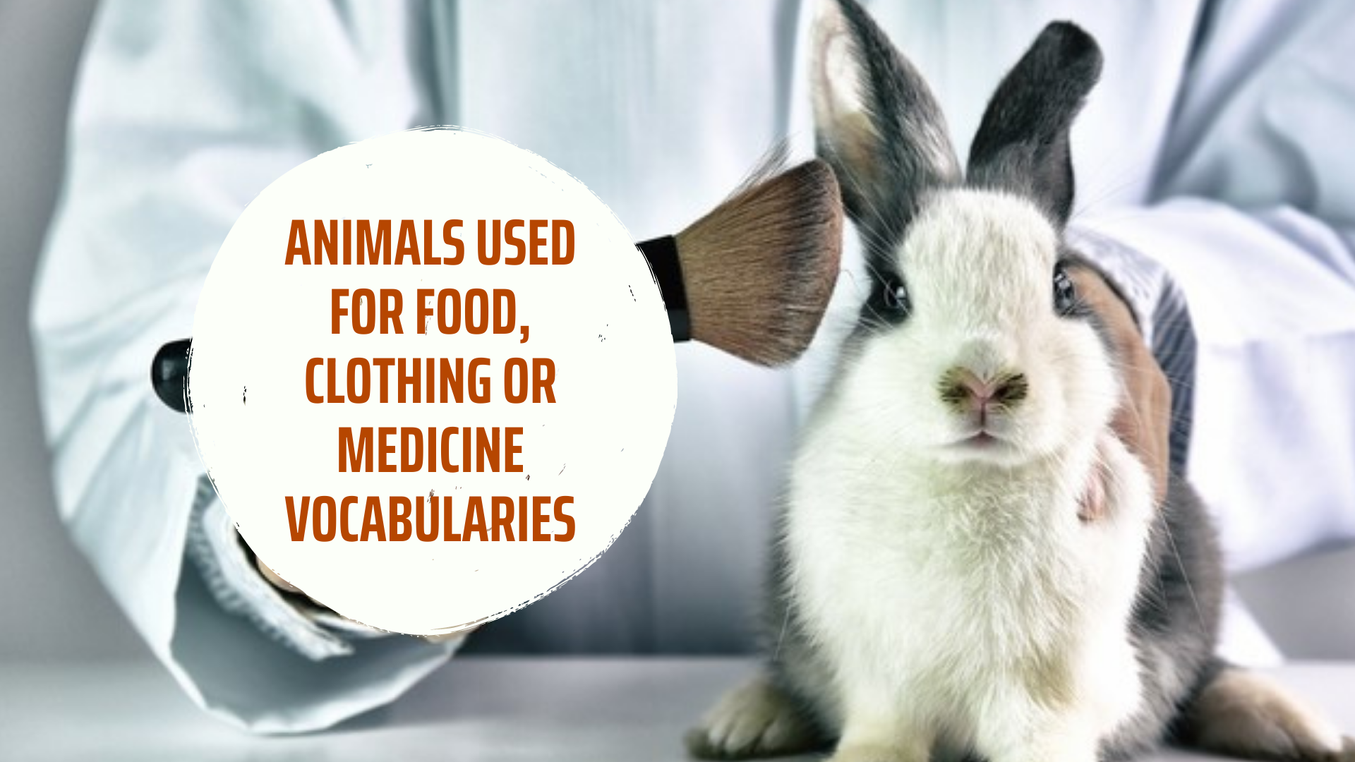IELTS WRITING: ANIMALS used for food, clothing or medicine vocabularie